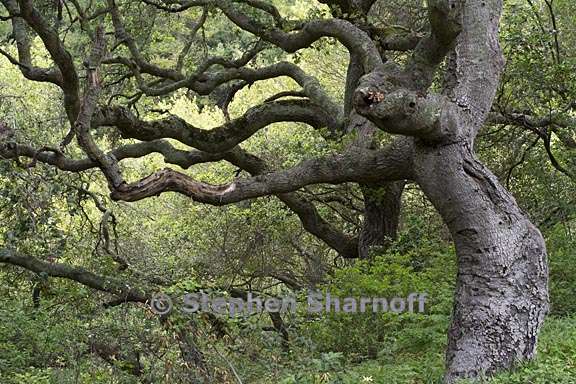 quercus agrifolia 3 graphic